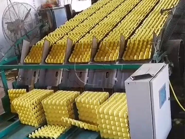 Automatic stacking of egg trays
