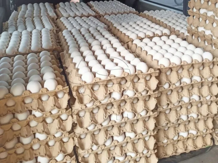 Egg trays are used for egg transportation